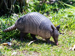 Deep in Armadillo Country, PEO and ASO Professionals to Catch Up At PrismHR LIVE